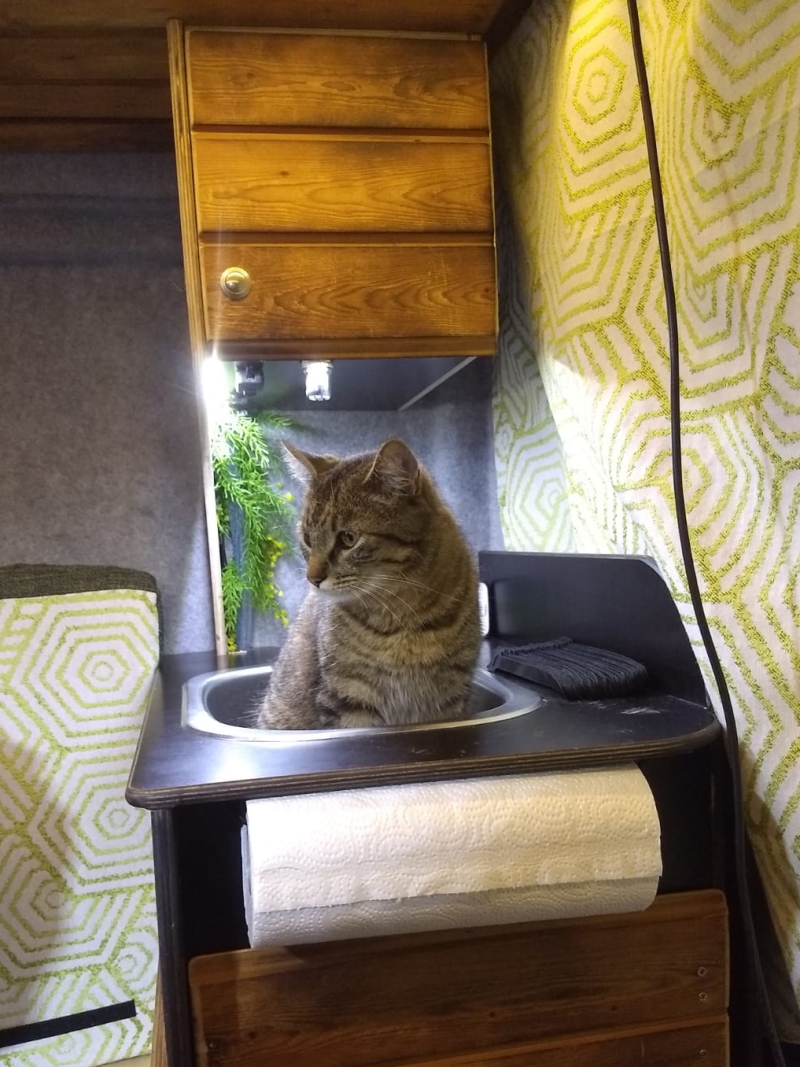 Katze im Waschbecken vom Camper